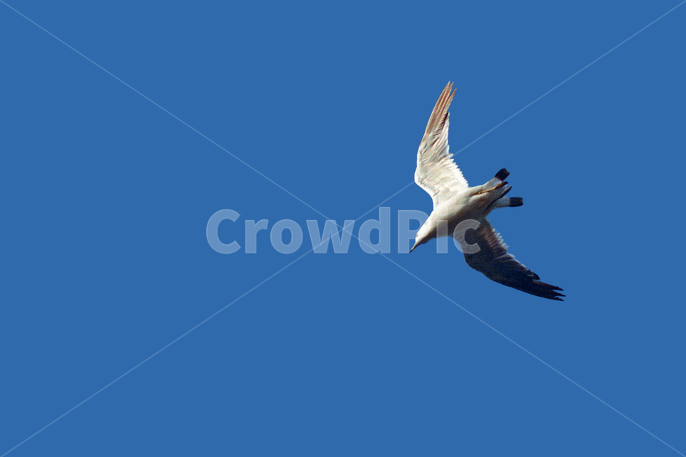 필름,필름사진,필름느낌,필름감성,갈매기,비행,활공,자유,동물,새,animal,flying,bird,동물,animal,조류,새,birds