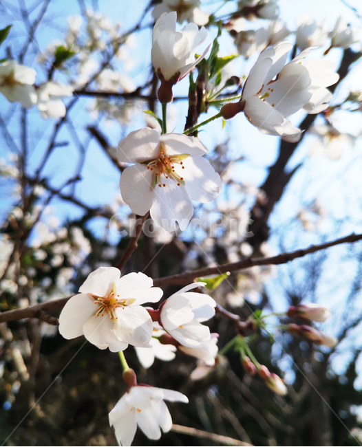벚꽃,cherryblossom,꽃,봄,spring,식물,plant