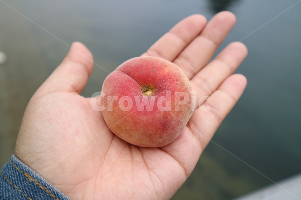 복숭아,납작복숭아,음식,과일,피치,peach