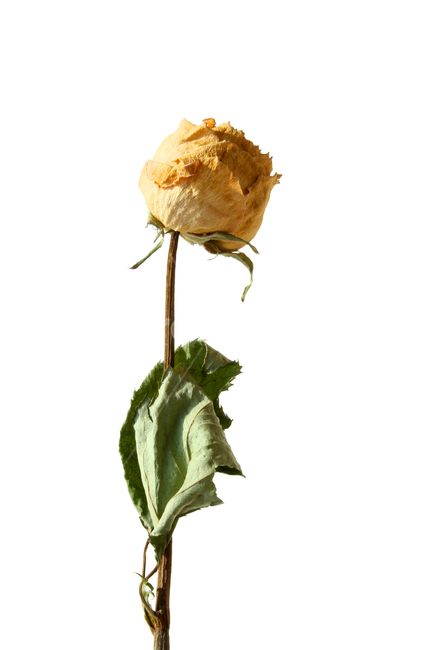 장미,장미꽃,노랑,노랑색,말린,말린꽃,말린장미,그린,녹색,꽃,사랑,오래된,자연,식물,드라이플라워,brown,dead,death,decoration,dry,flower,green,leaf,love,macro,natural,nobody,object,old,plant,romance,rose,single,yellow,식물,자연,plants,nature,꽃,flower,누끼,remove background