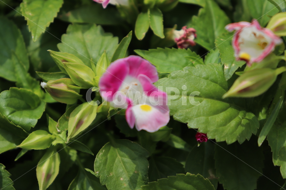 plants,분홍꽃,pinkflower,식물,봄꽃