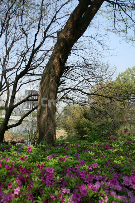 철쭉,나무,봄,봄날,봄풍경,감성,spring,flower,공원,풍경,식물,새싹,잎,초록,꽃,붉은색,RED,꽃밭,봄,계절,spring,season,식물,자연,plants,nature,꽃,flower,나무,trees,wood,tree,tree trunk,나무 줄기,plant