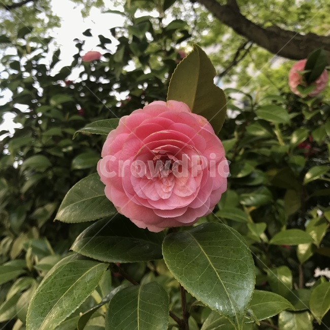 plant,식물,flower,꽃,blossom,분홍,식물,자연,plants,nature,꽃,flower