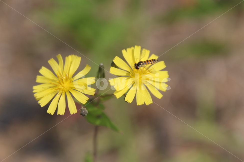 꽃,yellow,bee,벌,노란꽃,꽃과벌