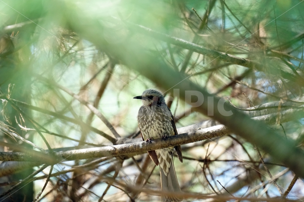 직박구리,새,조류,동물,나무,숲,자연,bird,nature,tree,감성,감성사진,스냅,스냅사진,snap,snapshot,풍경,landscape,계절,season,plants,나뭇가지,봄,spring,숲속,산림,삼림,animal,생명,동물,animal,조류,새,birds