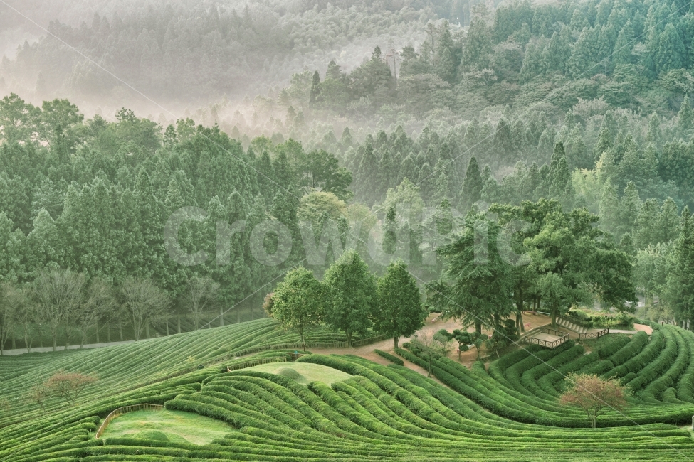 닥터플라이,녹차밭,농촌,계절,자연,이미지,한국,녹색,green,밭,녹차,나무,숲,nature,tea,landscape,풍경,새벽,아침,안개,시골,지방,지역,background,동양,아시아,asia,보성,전라도,신비,배경,산,경치,푸르른,전통차,차,캠폐인,농사,초원,필드,여행,관광,자연,풍경,nature,landscape,한국자연풍경,한국자연경관,korea nature landscape,시골,마을,country,rural,town,산업,industry,industrial,농업,농사,agriculture,farming,farming industry,outdoors,옥외