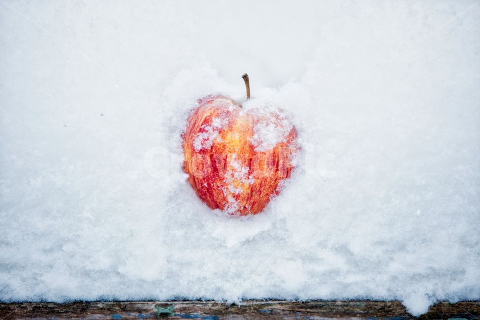 사과,과일,겨울,눈,빨강색,winter,cold,day,nopeople,clean,apple,snow,sweet,heartshape,겨울,계절,winter,season,음식,식재료,요리,food,cook,meal,dishes,food reserves,과일,열매,fruit