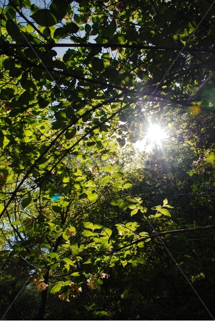 꽃,봄,식물,자연,숲,햇빛,나뭇잎,자연,풍경,nature,landscape,휴식,힐링,rest,relaxation,healing,light,빛,flare,플레어,plant,leaf,잎,sunlight