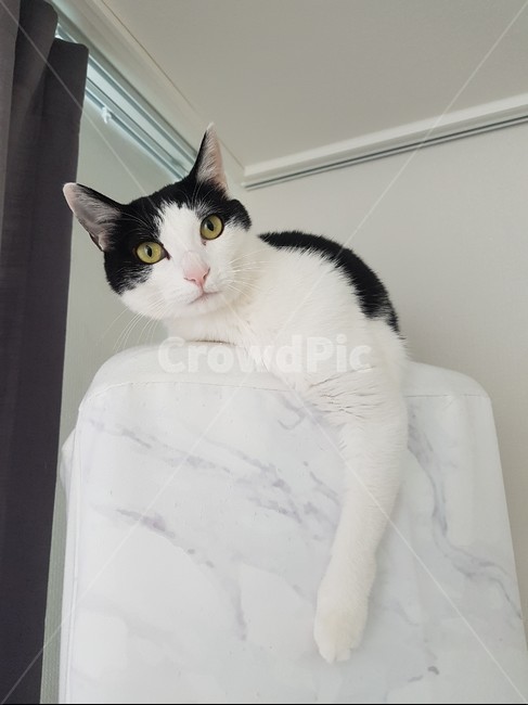고양이,코리안숏헤어,바둑이,에어컨,쉬는양이