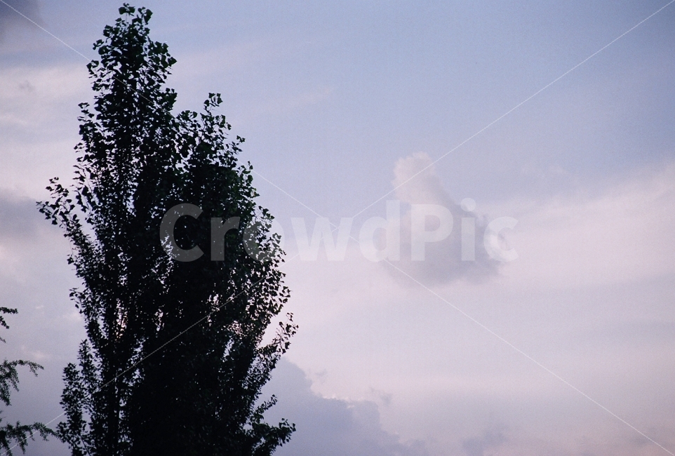 구름,신기한사진,풍경,하늘,좋아요,자연,풍경,nature,landscape,식물,plants,실루엣,그림자,silhouette,shadow,감성,sensible,feeling,tree,나무,plant,outdoors,옥외,weather,날씨