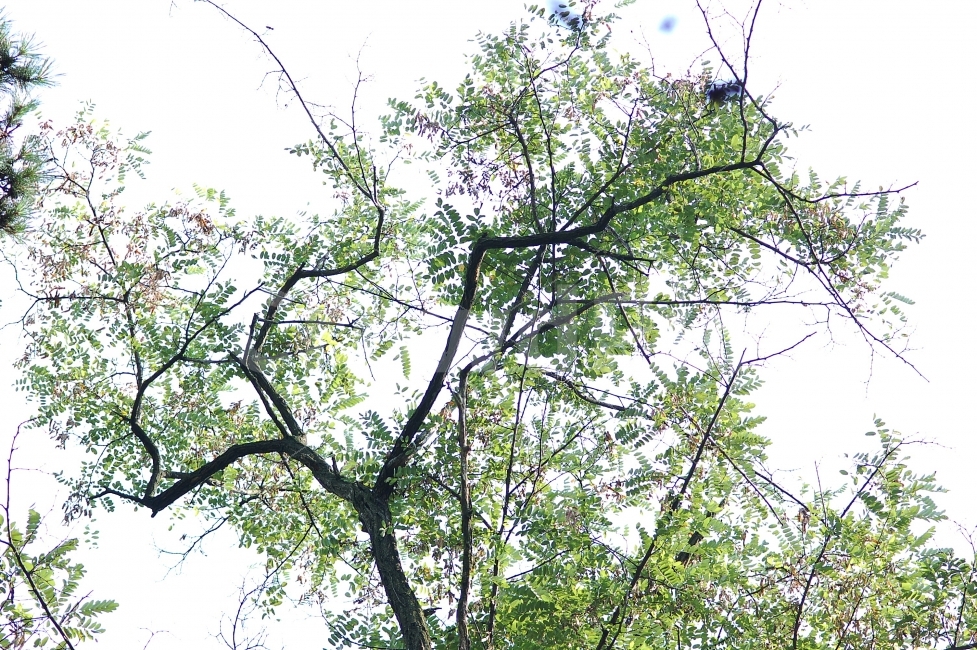 나무,감성,하늘,자연,풍경,식물,자연,plants,nature