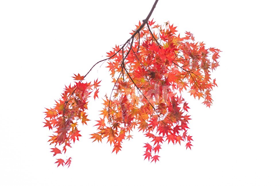단풍,단풍나무,tree,나무,가을,잎,leaf,plant,maple,식물,가을,계절,fall,autumn,season,식물,자연,plants,nature