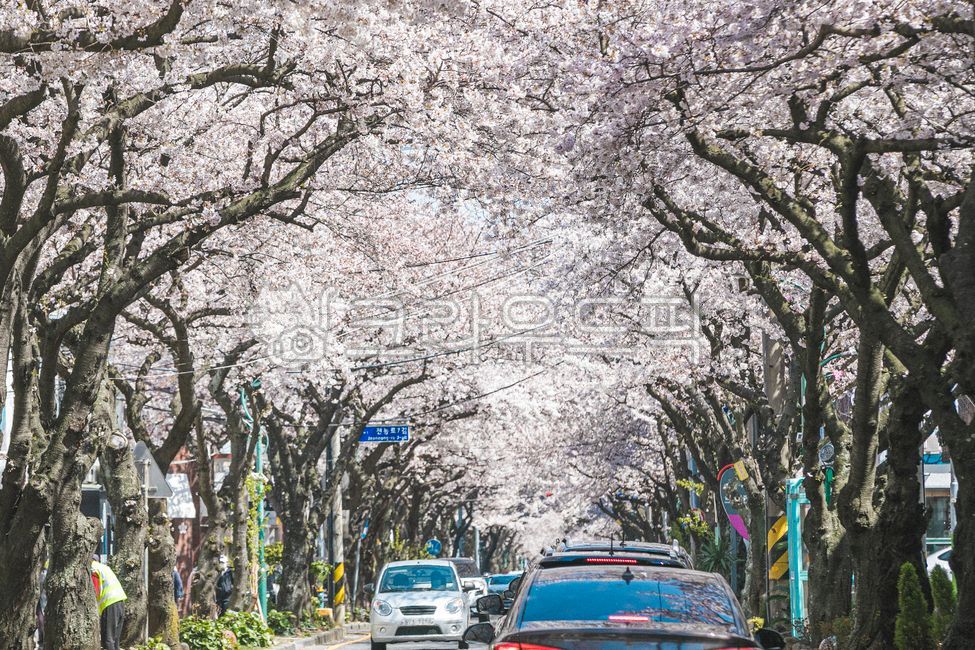 제주,제주도,전농로,벚꽃,왕벚꽃,벚나무,봄꽃,봄,시즌,계절,car,차,transportation,교통,vehicle,자동차,automobile,차량,봄,계절,spring,season