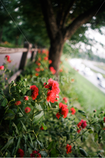 장미,봄,꽃,5월,감성,rose,spring,flower,emotion,봄,계절,spring,season,식물,자연,plants,nature,꽃,flower,감성,sensible,feeling,geranium,제라늄,blossom,plant
