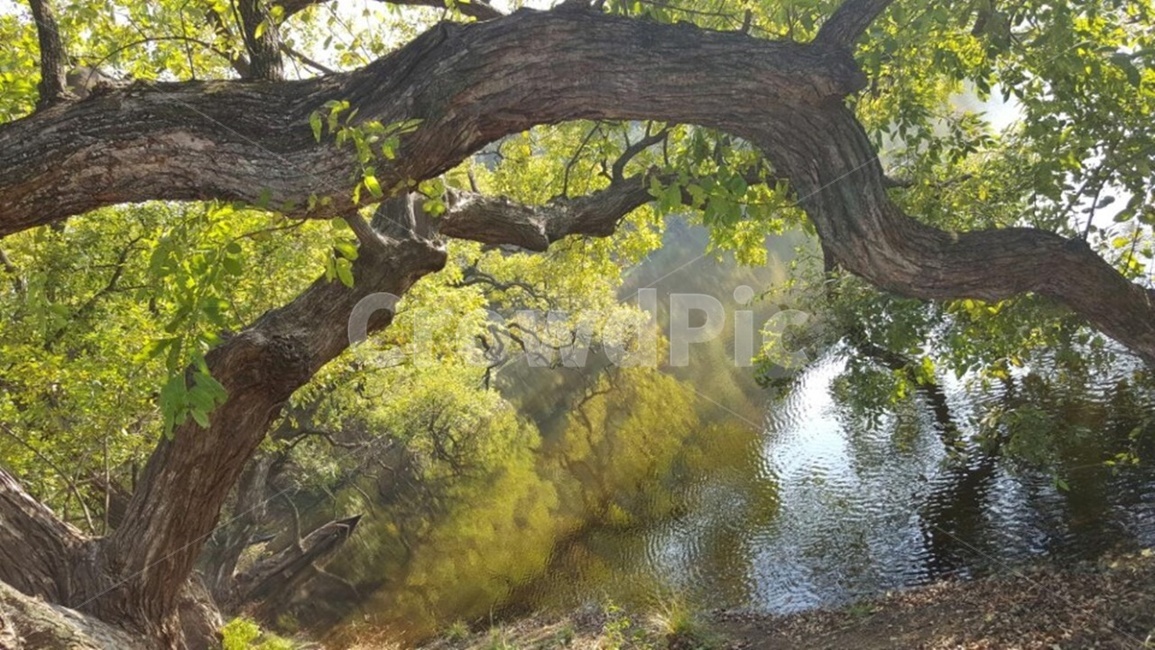 물,저수지,풍경,자연,나무,식물,자연,풍경,nature,landscape