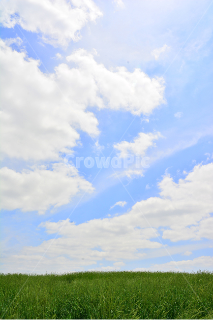 June,country,In May,wheat field road,cloud,path,Field,healing,plantation,grass,green wave,plains,season,meadow,sky,ranch road,rest,greenfield,green,green day,clear,unending,grassland,outdoor,cornfield,field,Farm,vast,greenfields,rye field