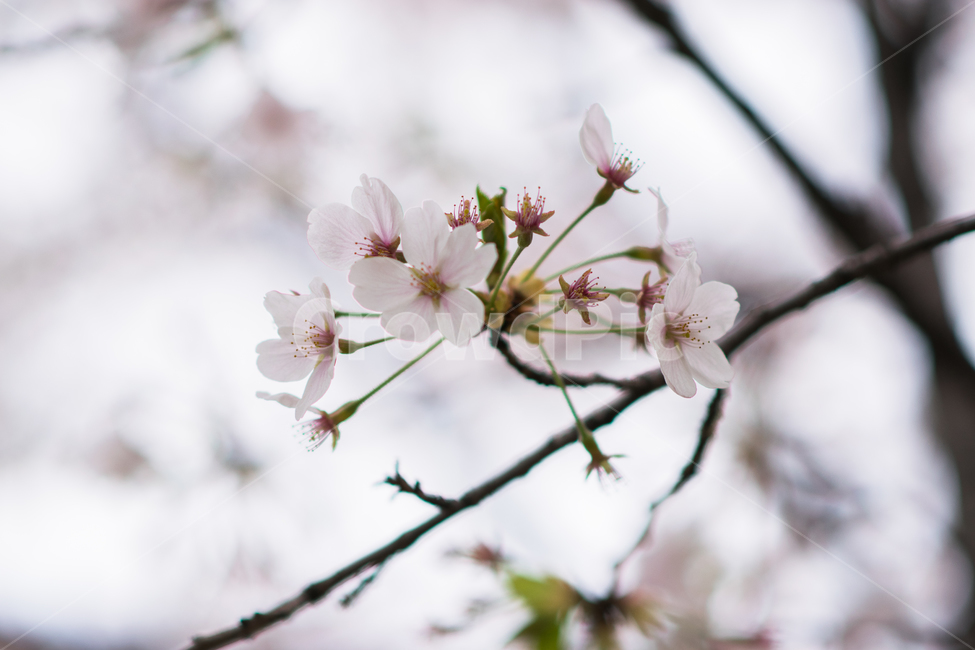 봄,벚꽃,벚나무,일본,사쿠라,꽃,4월,봄꽃,흰색,계절,season,spring,cherryblossom,japan,aprile,sakura,flower,bloom,blossom,봄,계절,spring,season,식물,자연,plants,nature,꽃,flower,plant