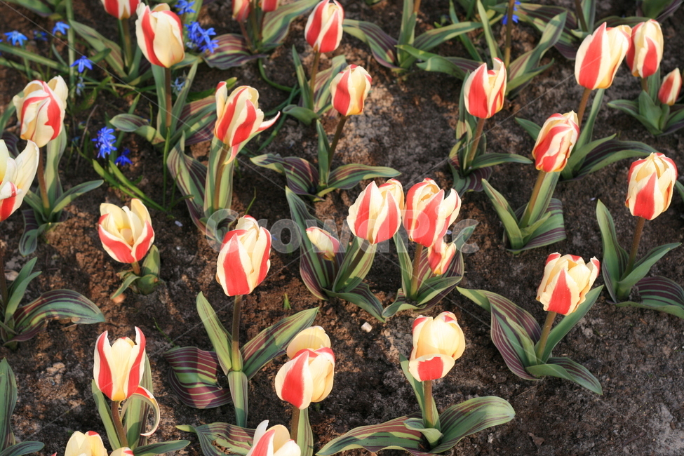 꽃,정원,튤립축제,식물,꽃밭,튤립,빨간꽃,빨간튤립,flower,garden,tulip,redtulip,redflower,식물,자연,plants,nature,꽃,flower