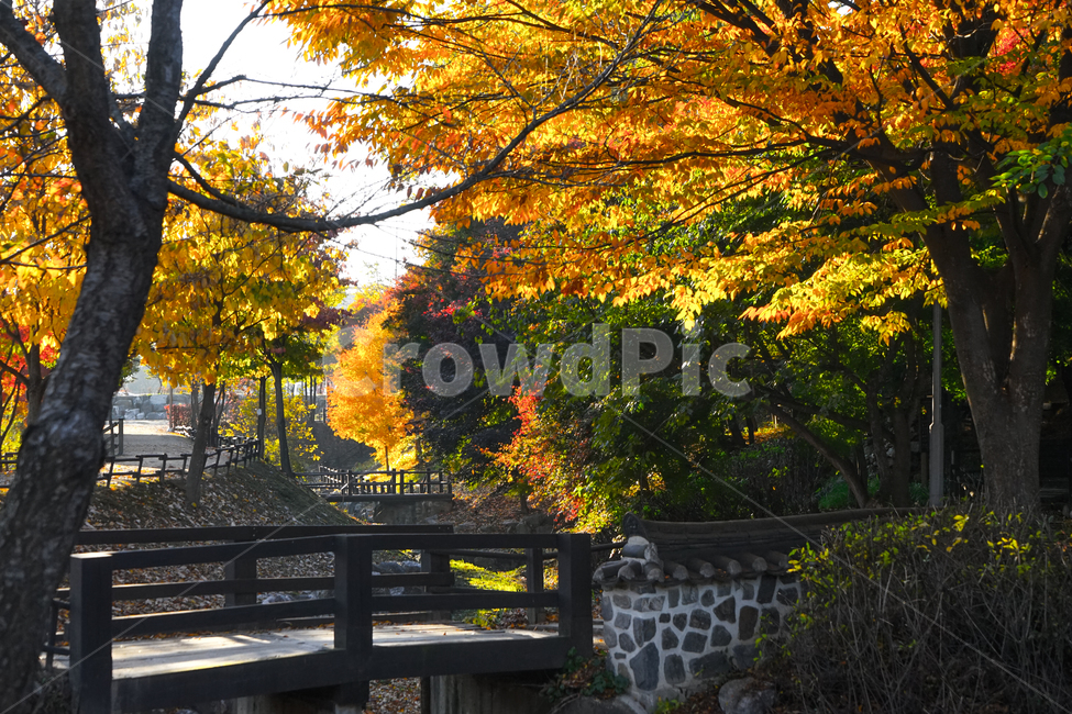 단풍,가을,추색,감성,나무,색감,공원,식물,자연,풍경,가을,계절,fall,autumn,season,자연,풍경,nature,landscape,tree,plant