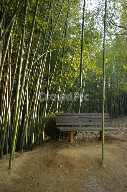 죽녹원,대숲,대나무,숲,식물,나무,자연,풍경,nature,landscape,plant,bench,벤치