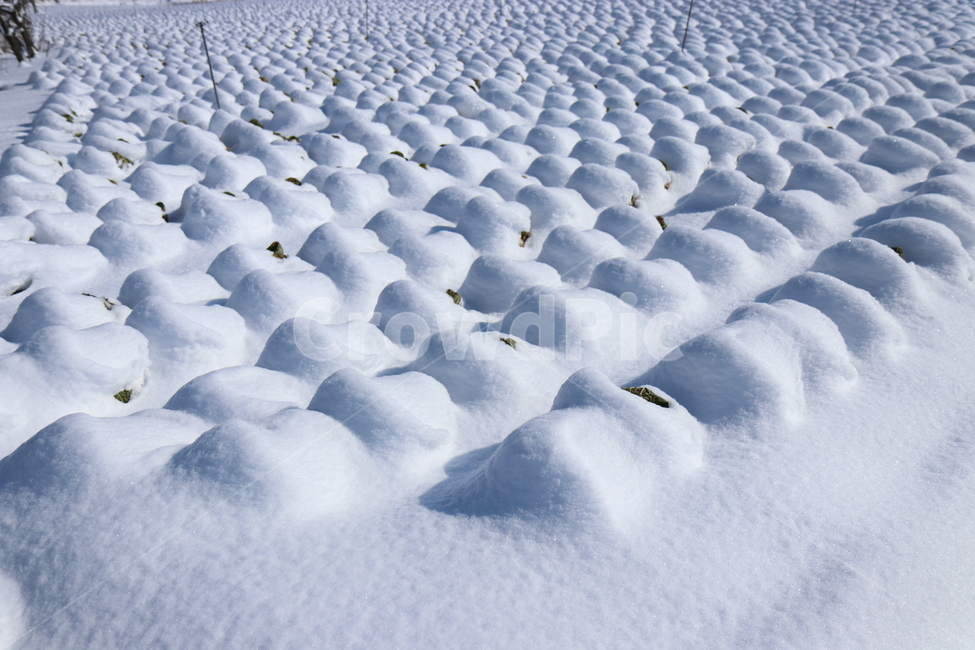 배추,겨울풍경,눈,시골,장작,겨울,계절,winter,season