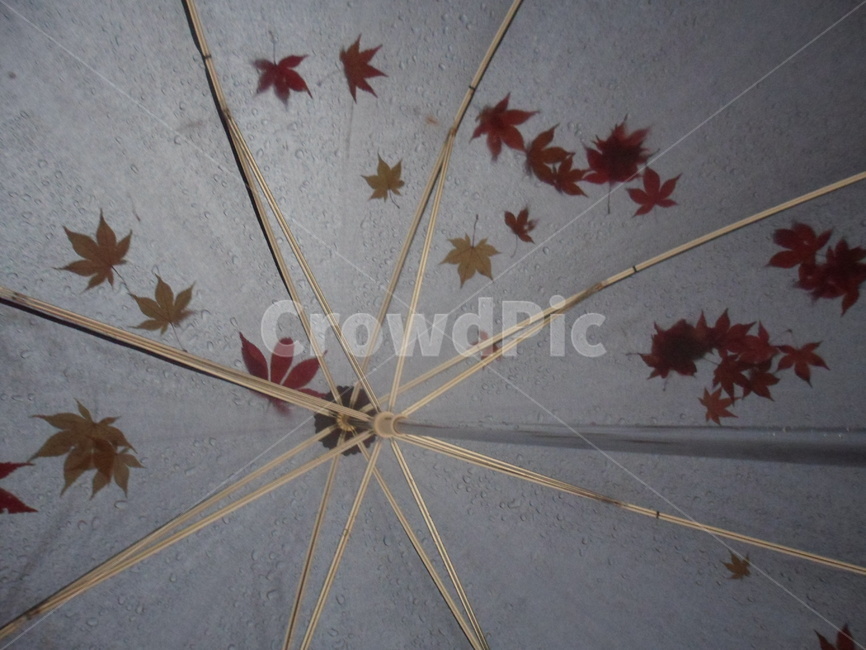 비오는날,단풍,가을,우산,낙엽,비,나뭇잎,가을,계절,fall,autumn,season,비,비오는날,rain,rainy,plant,식물,leaf,잎