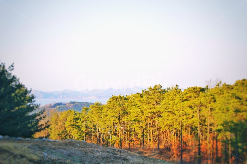 나무,한국,강화도,풍경,하늘