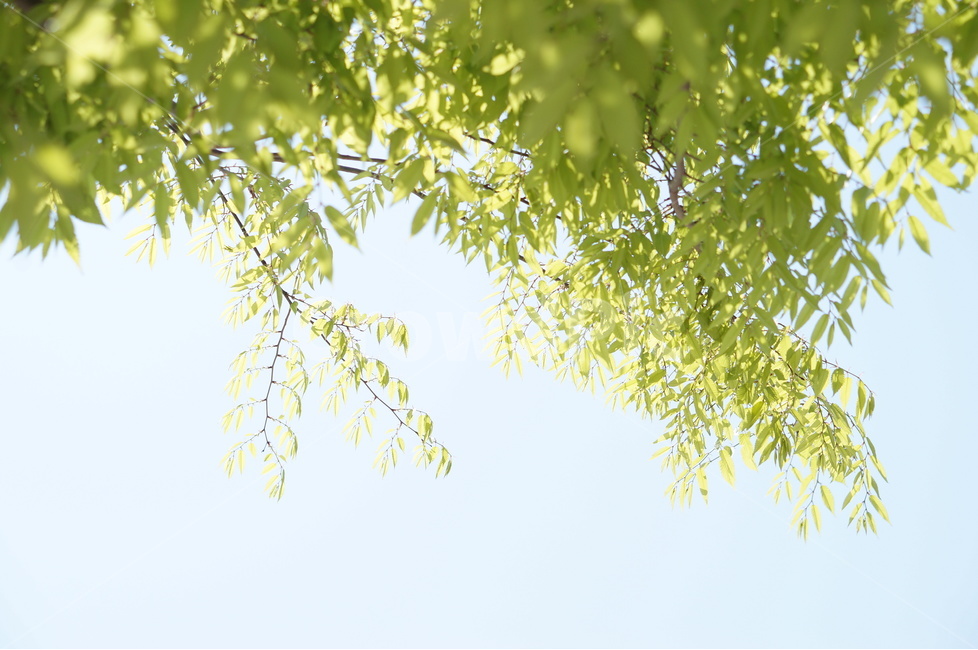 나무,잎사귀,초록,봄,햇살,빛비침,따스함,식물,자연,plants,nature,휴식,힐링,rest,relaxation,healing