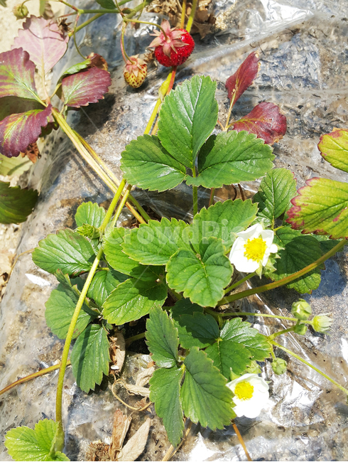 딸기,열매,딸기꽃,앞사귀,잎,plant,식물,leaf,strawberry,fruit,식물,자연,plants,nature,꽃,flower