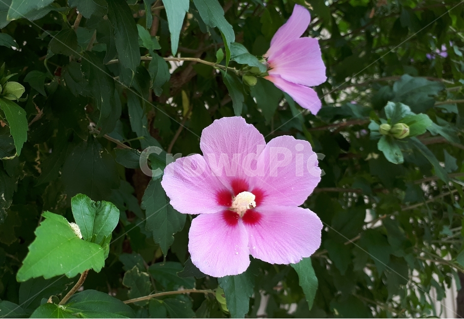 무궁화꽃,핑크색꽃,분홍꽃,분홍무궁화,무궁화나무