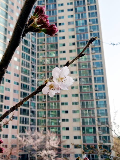 plant,식물,building,flower,꽃,cherryblossom,blossom,봄,꽃잎,벚꽃,벚나무,나무,나뭇가지,계절,아파트,개화,spring,season,tree,낮,야외,옥외,outdoor