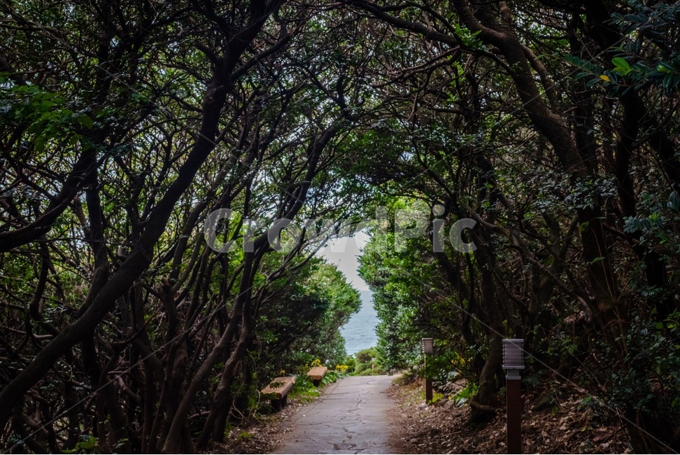 garden,정원,tree,나무,한반도,지도,큰엉해양경승지,명소,자연,풍경,nature,landscape,한국자연풍경,한국자연경관,korea nature landscape