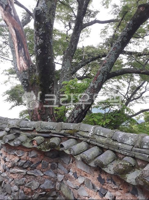 old tree,mud stone wall,tile,tile stone wall,Temple wall