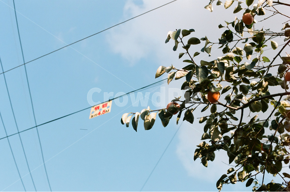 가을,하늘,풍경,필름사진,sky,필름카메라,식물,자연,plants,nature