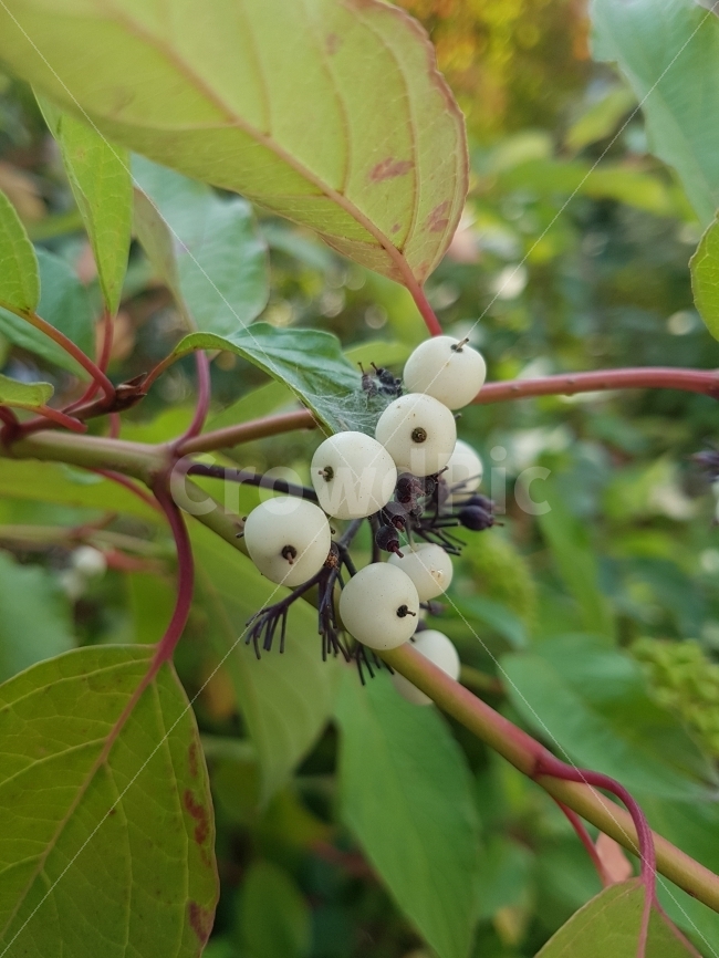 식물,자연,꽃,열매,나무,과일,열매,fruit
