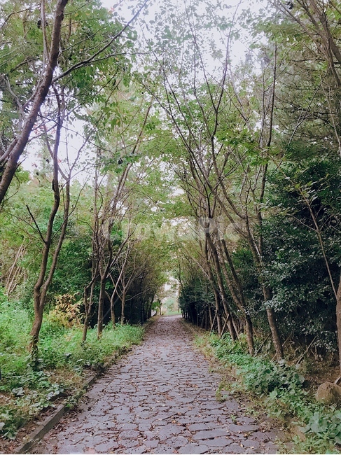 자연공원,자연,공원,가든,정원,비밀의정원,garden,나무,걷기,산책,자연,풍경,nature,landscape,path,통로