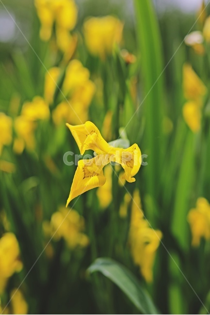 꽃,노란꽃,꽃밭,공원,자연,yellow,flower,park,nature,green,식물,자연,plants,nature,꽃,flower