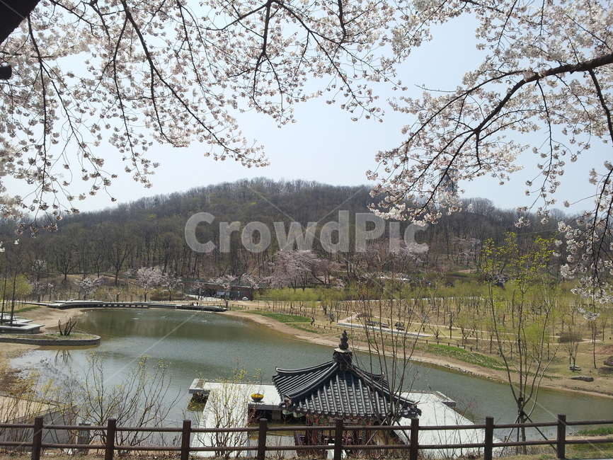 북서울꿈의숲,벚꽃연못,벚꽃,봄의벚꽃,한국의벚꽃