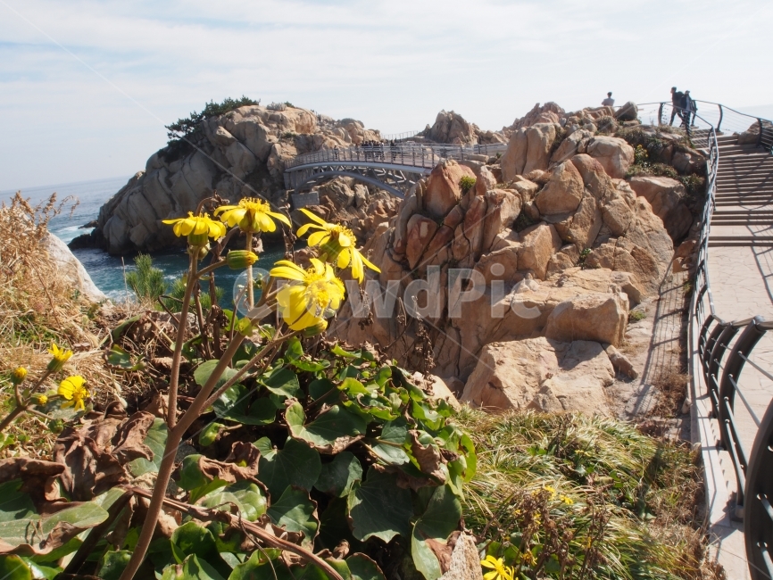 꽃,바다,동해,바위,여행,생명,자연,자연,풍경,nature,landscape,한국자연풍경,한국자연경관,korea nature landscape,식물,plants,꽃,flower