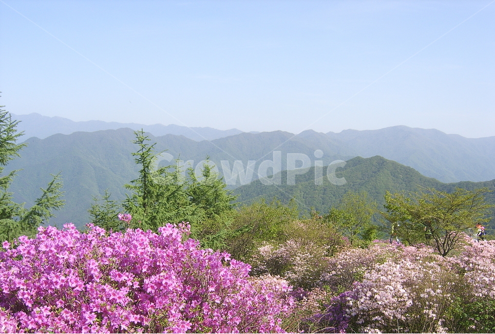 지리산,서북능선,바래봉,철쭉,지리주능선,봄,계절,spring,season,자연,풍경,nature,landscape,한국자연풍경,한국자연경관,korea nature landscape,outdoors,옥외,plant,식물