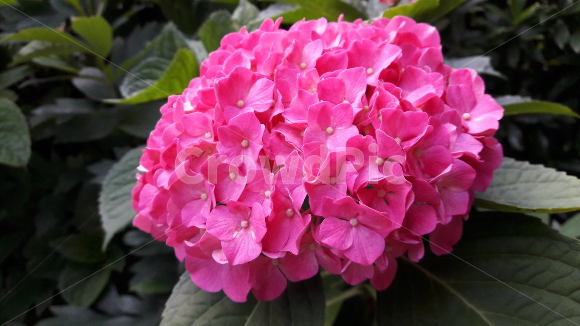 수국,여름,여름꽃,한국의꽃,자연