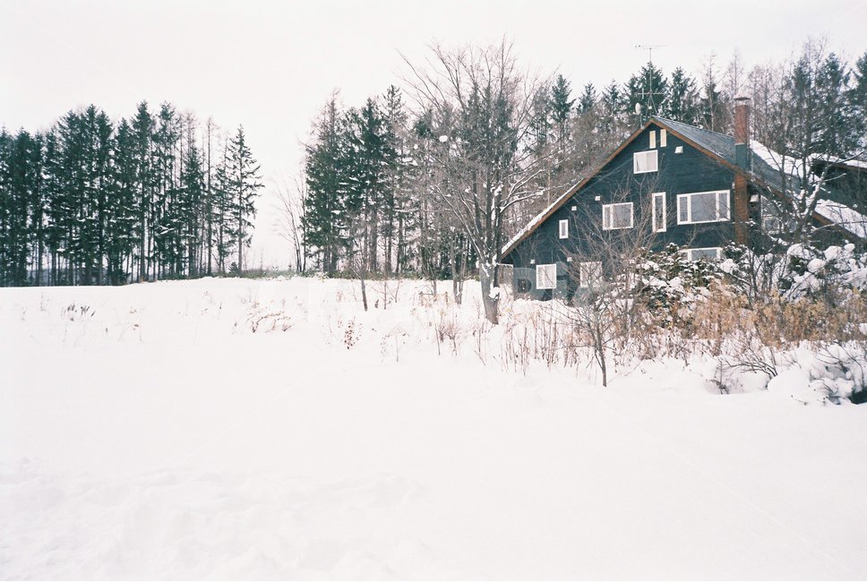 흰눈,눈,눈밭,설원,삿포로,겨울,겨울,계절,winter,season
