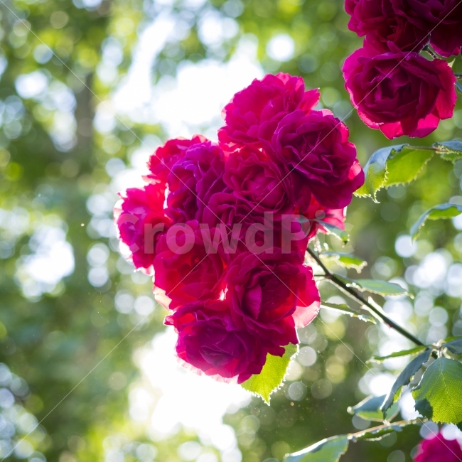장미,꽃,초여름,색감,보케,역광,roses,식물,자연,plants,nature,꽃,flower