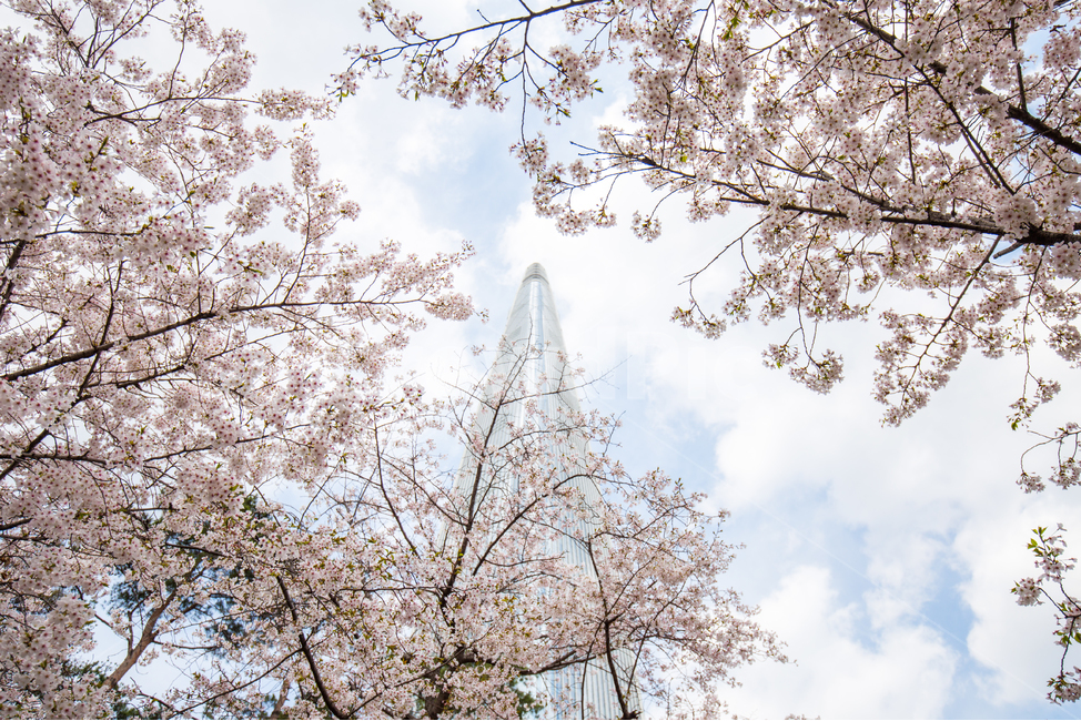 봄,꽃,벚꽃,자연,감성사진,풍경,감성,도시,빌딩,나무,하늘,city,nature,season,flower,tree,sky,fall,cloud,봄,계절,spring,season,랜드마크,landmark,tourist attraction,한국랜드마크,한국관광지,한국명소,korea landmark,korea tourist attraction,식물,자연,plants,nature,나무,trees,wood,건축물,건물외관,exterior,building,structure,architecture,construction,plant,blossom,cherry blossom