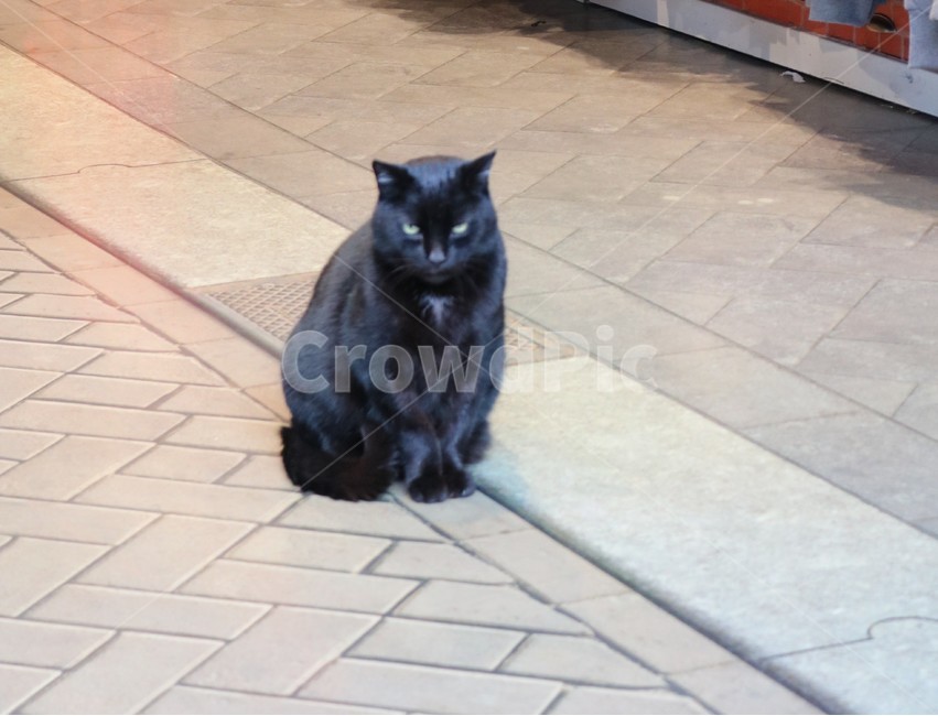 고양이,길고양이,길냥이,유기묘,까만고양이,검정고양이,흑묘