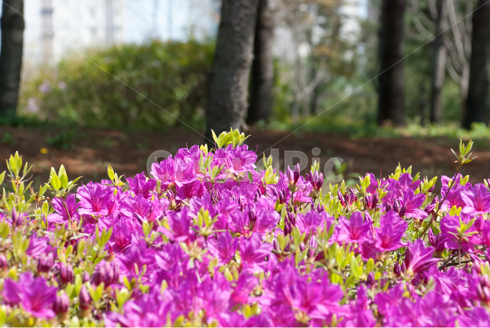 진달래,철쭉,봄,꽃,생화,공원,식물,조경,핑크,분홍,spring,season,flowe,만개,만발,자연,향기,영산홍,연산홍,보라,아름다운,화사한,Azalea,봄,계절,spring,season,식물,자연,plants,nature,꽃,flower,plant