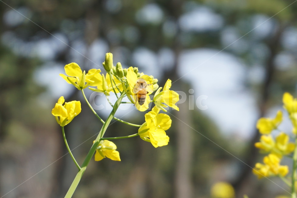 유채꽃,벌,식물,꽃,곤충,rapeflower,plants,flower,bee,insect