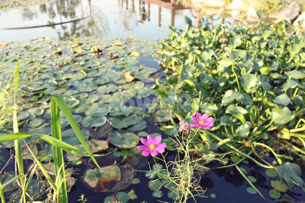 코스모스,꽃,식물,연잎,연못,자연,공원,풍경,cosmos,flower,nature,landscape,가을,식물,자연,plants,nature,꽃,flower