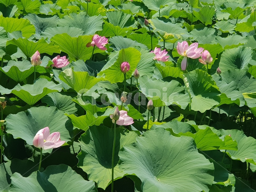 연꽃,꽃,씨앗,이끼,풍경,식물