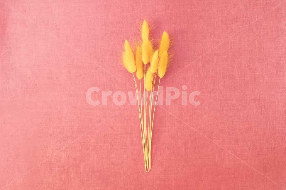 드라이플라워,말린꽃,꽃,식물,건조,꽃,flower